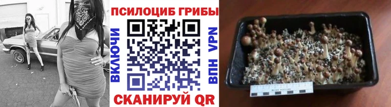 закладка  Калачинск  Галлюциногенные грибы Psilocybe 
